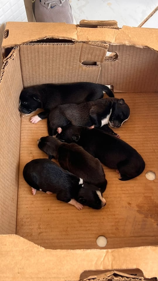 ABANDONO ANIMAL - Seis filhotes são deixados em caixa na frente de loja em Porto Velho