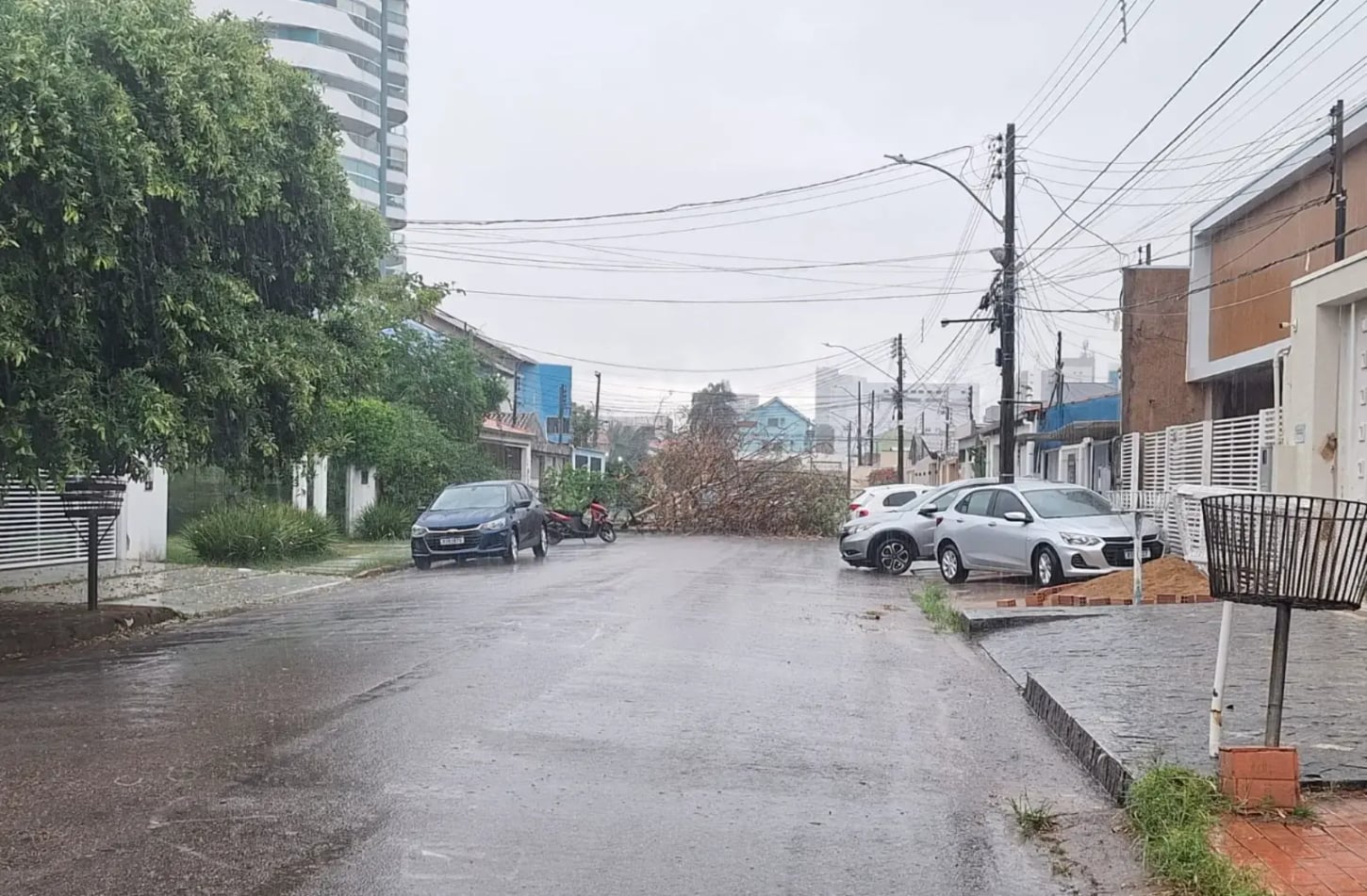 Aumento do alerta para risco de queda de árvores em Porto Velho durante o período chuvoso