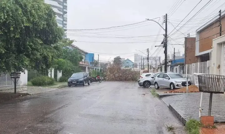 Aumento do alerta para risco de queda de árvores em Porto Velho durante o período chuvoso